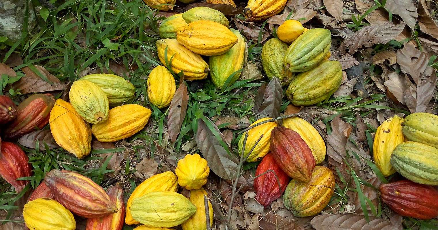 Côte d’Ivoire : le prix bord champ du cacao augmente de 175 F CFA