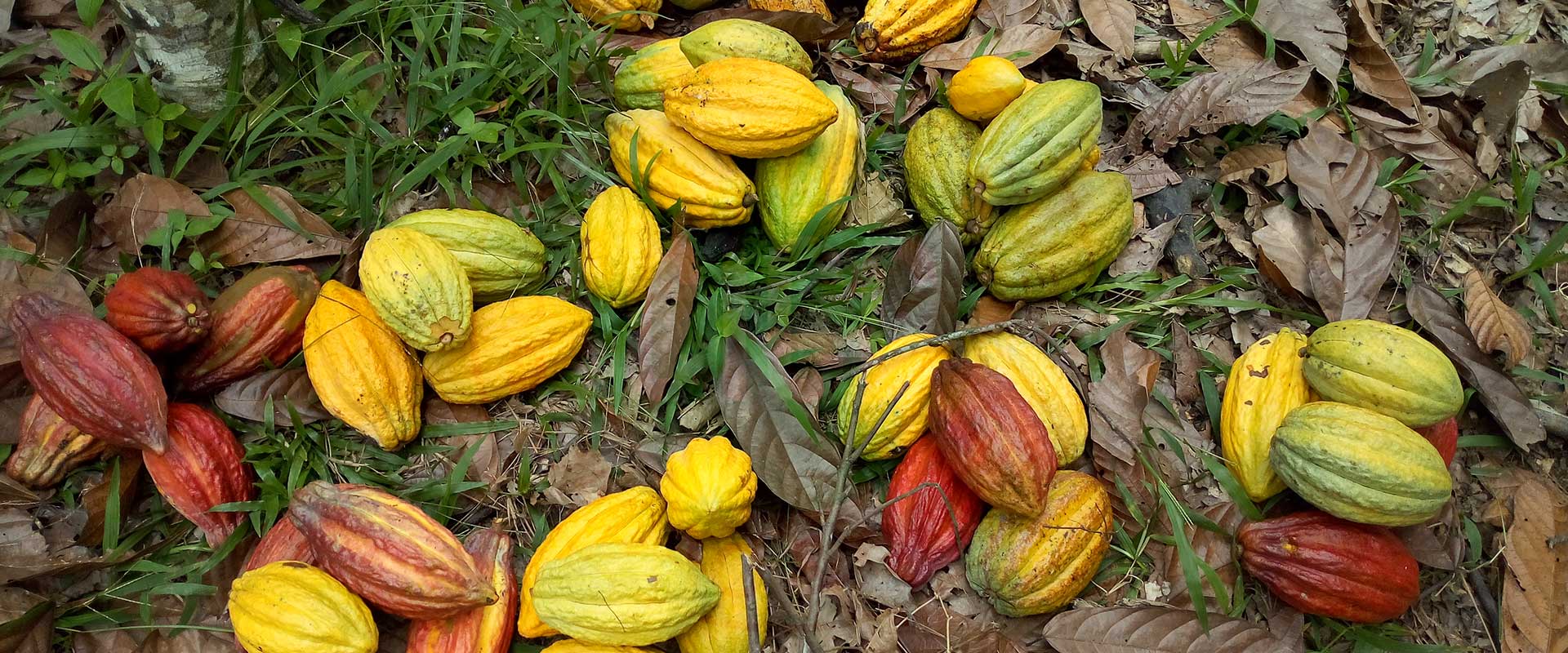 Côte d’Ivoire le prix bord champ du cacao augmente de