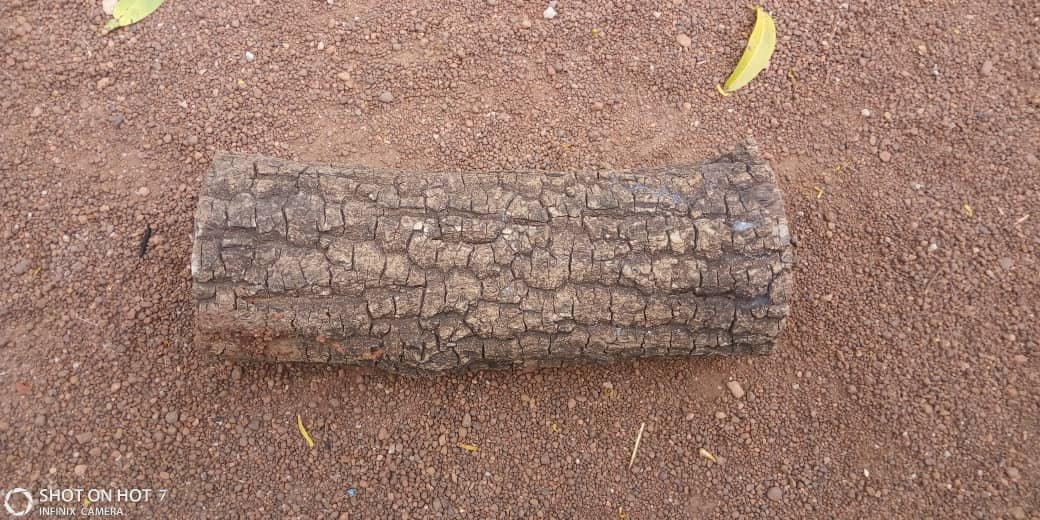 Tradition : le rôle du tronc d’arbre chez les Sénoufos
