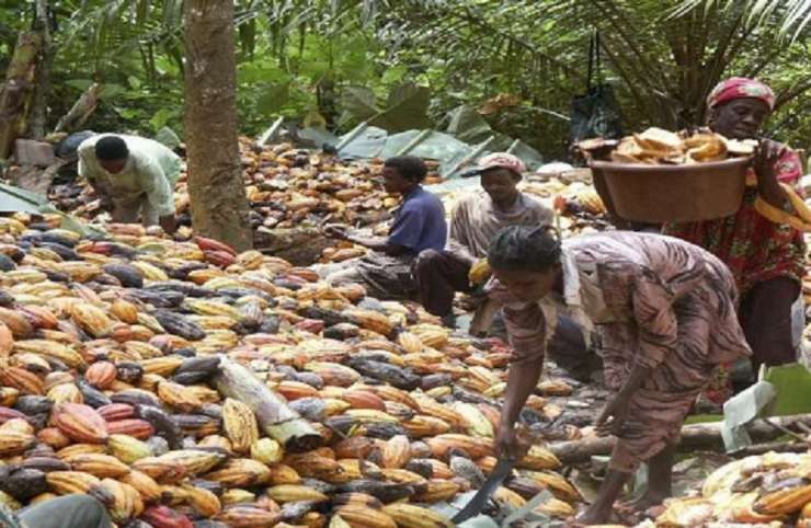 Café-Cacao : pourquoi Abidjan et Accra ont suspendu les programmes Hershey
