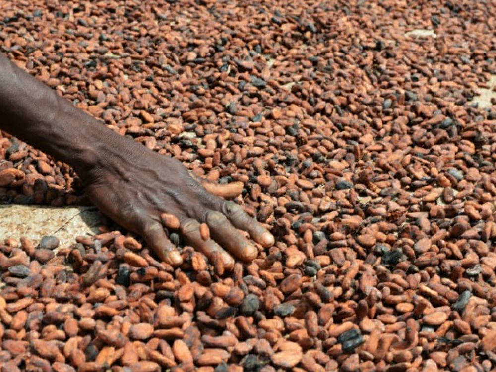 Cacao : CCC exige le respect prix minimum de 1000 F CFA/Kg