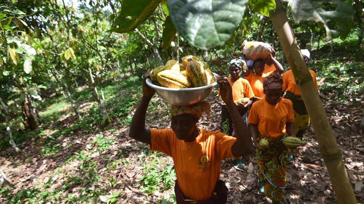 Prix du cacao : la menace de la déforestation