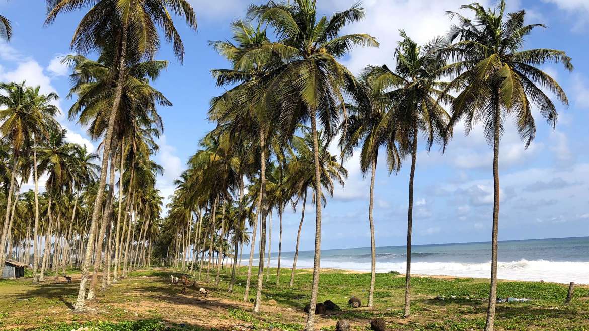 Environnement : Comment la Côte d’Ivoire protège son littoral ?