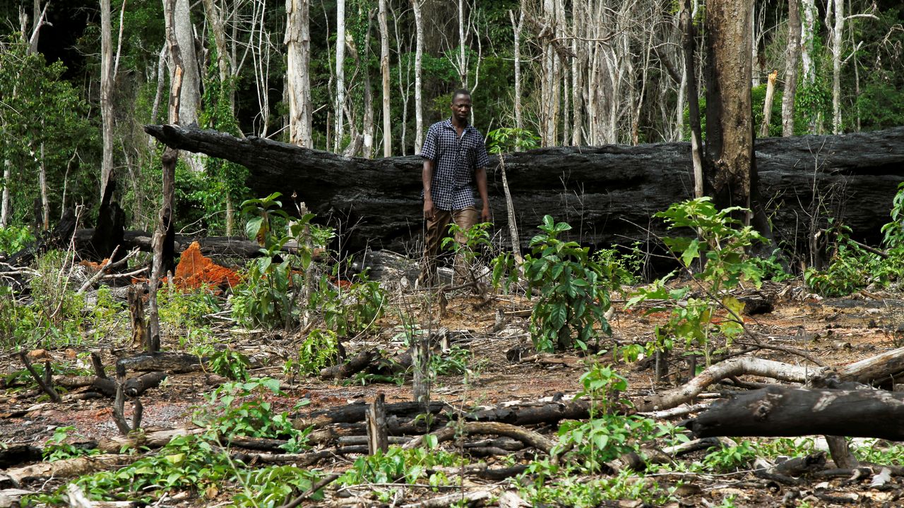 Déforestation en Côte d’Ivoire : les industriels du chocolat au banc des accusés