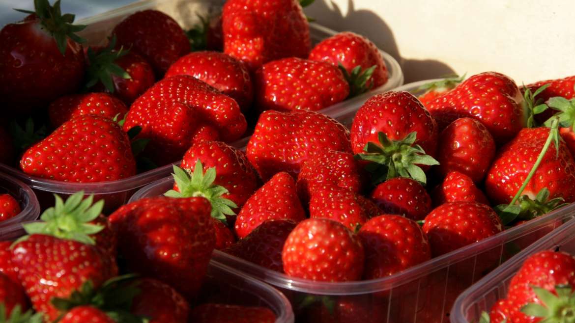 Fraises made in Côte d’Ivoire – Koné Namogo (cultivateur de fraises) :  « Mes fraises sont 100% bio »