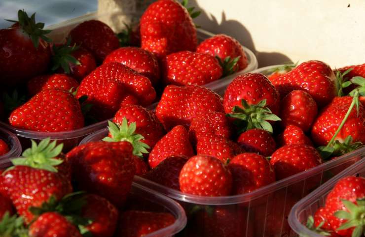 Fraises made in Côte d’Ivoire – Koné Namogo (cultivateur de fraises) :  « Mes fraises sont 100% bio »