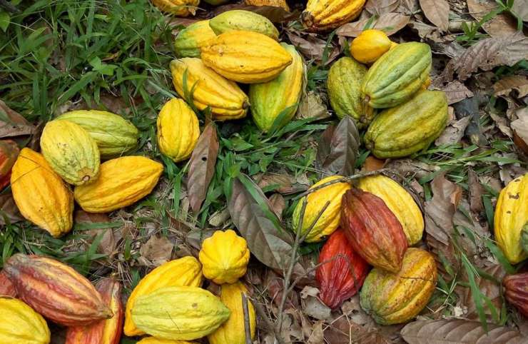Campagne intermédiaire 2021-2022 du Cacao : le prix du kg maintenu à 820 F