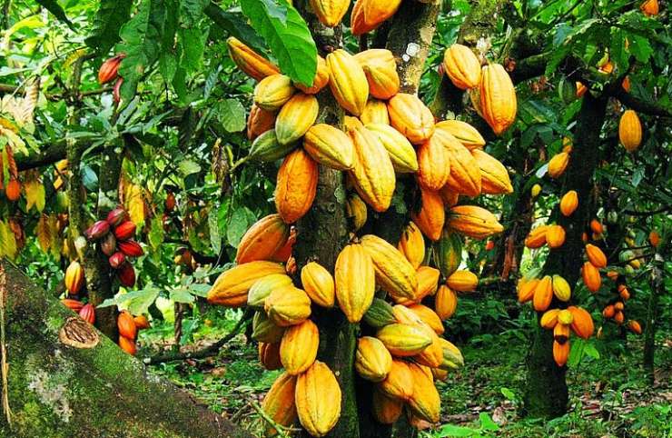 Fixation du prix du Cacao : La Commission de l’Ue invitée à discuter avec la Côte d’Ivoire et le Ghana