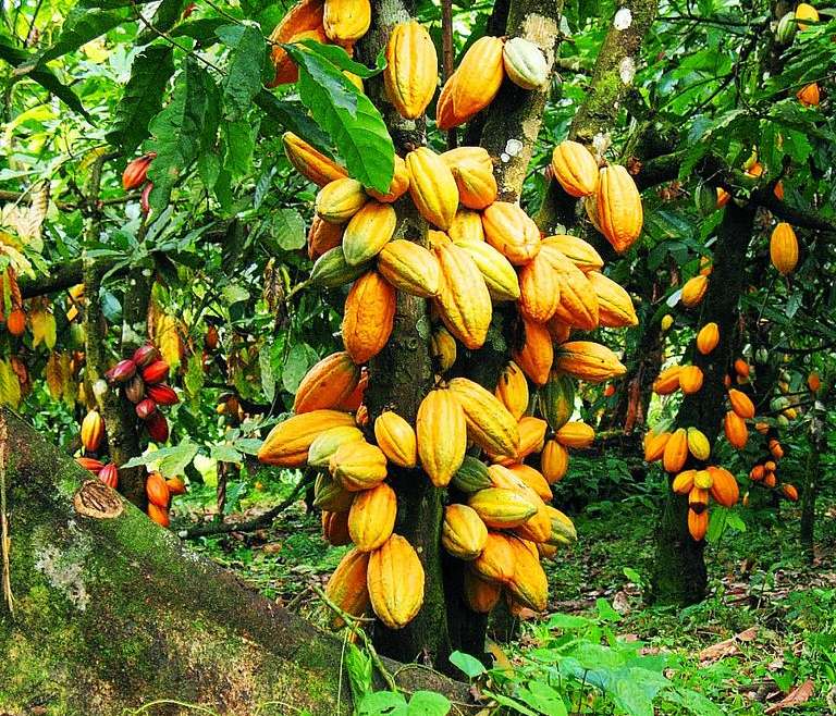 Fixation du prix du Cacao : La Commission de l’Ue invitée à discuter avec la Côte d’Ivoire et le Ghana