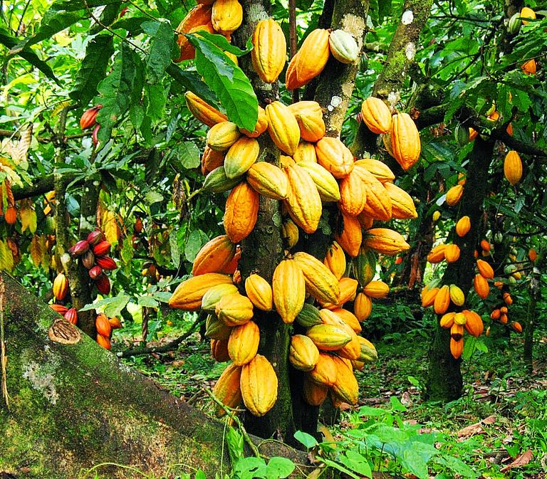 Fixation du prix du Cacao : La Commission de l’Ue invitée à discuter avec la Côte d’Ivoire et le Ghana