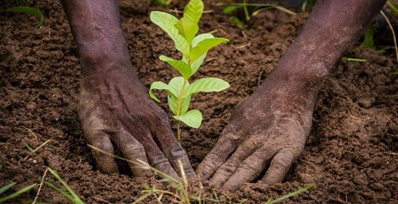 Cop15 – Grande Muraille verte : une convention signée pour la reforestation de plus de 100 hectares