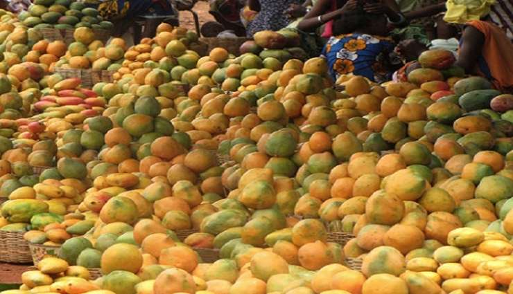 Neuf pôles agricoles pour garantir une agriculture pérenne en Côte d’Ivoire
