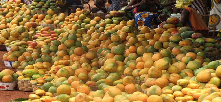 Neuf pôles agricoles pour garantir une agriculture pérenne en Côte d’Ivoire