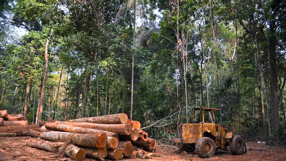 Déforestation : une porte ouverte aux effets du dérèglement climatique