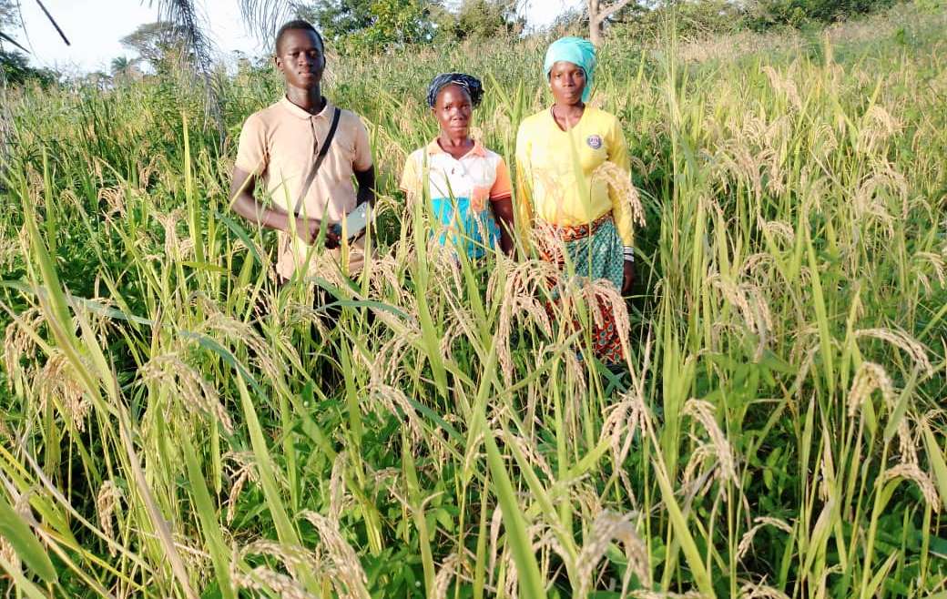 Comment récolte-t-on le riz local à Dianra ?