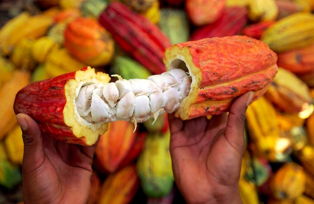L’industrie de cacao et du chocolat invitée à oeuvrer à la reprise des achats (Régulateurs)