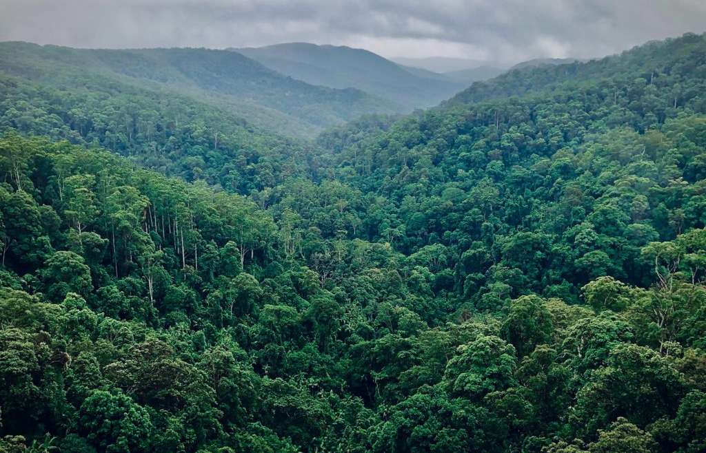 <strong>Gestion durable et conservation des forêts : un partenariat pour stimuler l’action</strong>