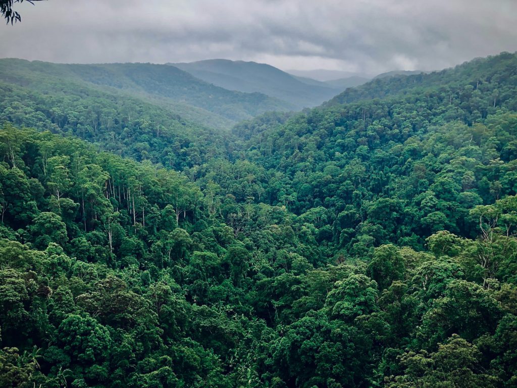 <strong>Gestion durable et conservation des forêts : un partenariat pour stimuler l’action</strong>