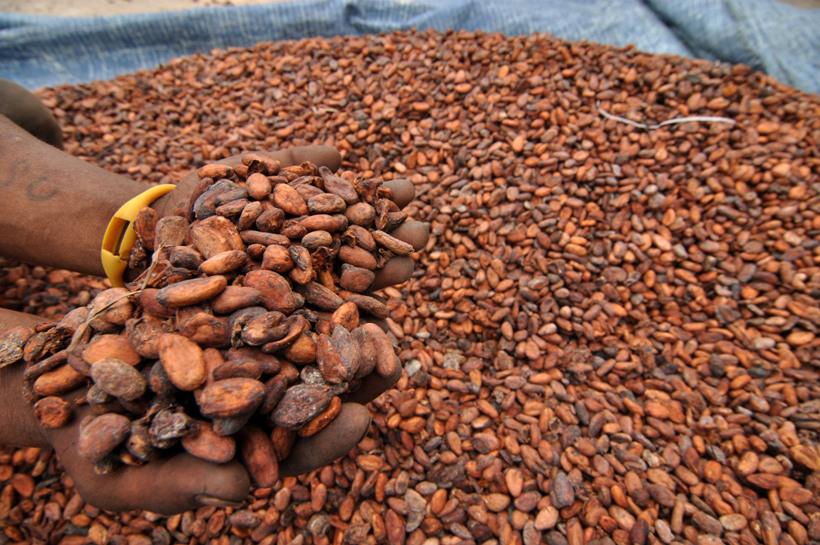 Côte d’Ivoire : les problèmes qui bloquent la bonne qualité du cacao