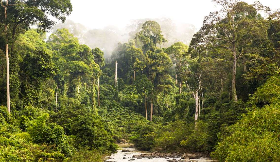Préservation des forêts tropicales : Une préoccupation mondiale