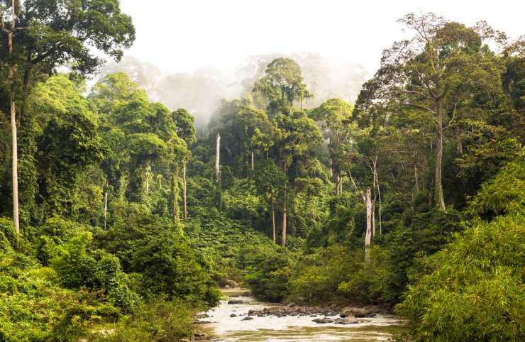 Préservation des forêts tropicales : Une préoccupation mondiale