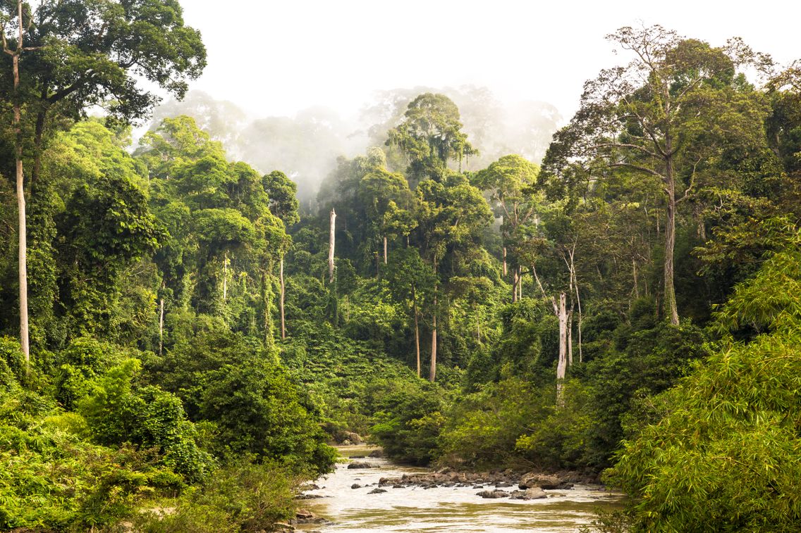 Préservation des forêts tropicales : Une préoccupation mondiale