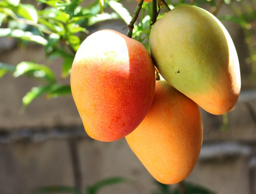 Mangue, du potentiel mais filière encore sinistré