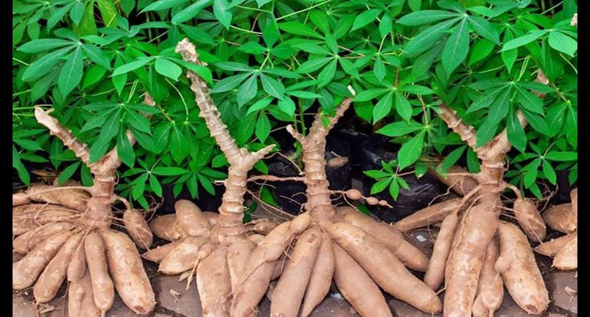 Filière manioc, une alternative à l’autosuffisance alimentaire