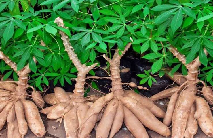 Filière manioc, une alternative à l’autosuffisance alimentaire