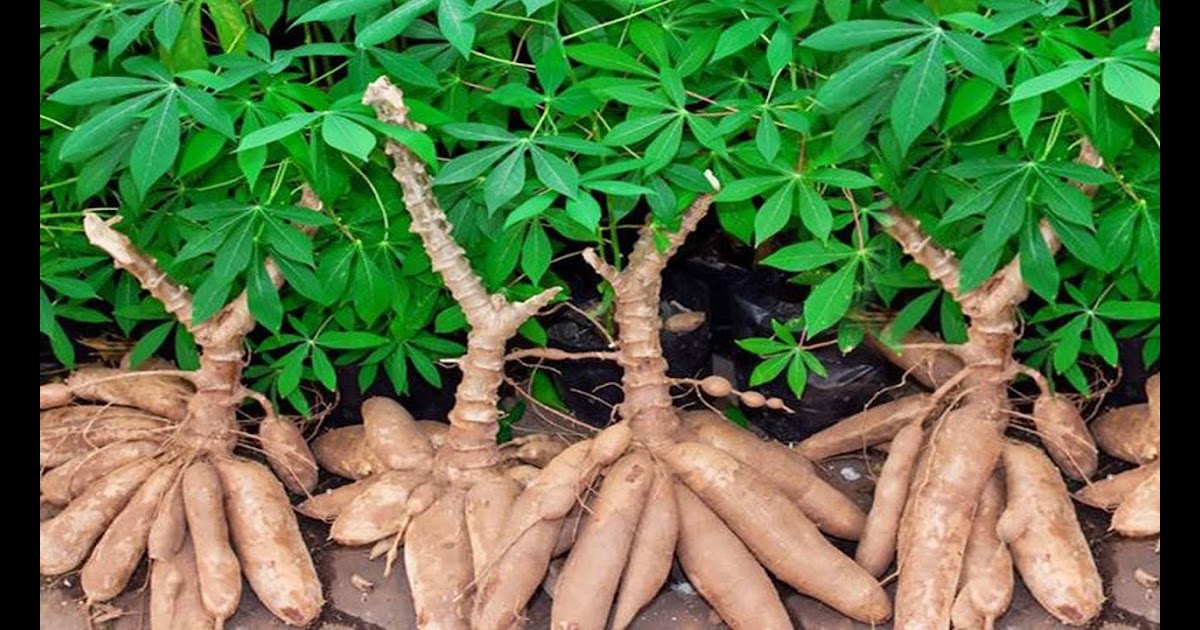 Filière manioc, une alternative à l’autosuffisance alimentaire