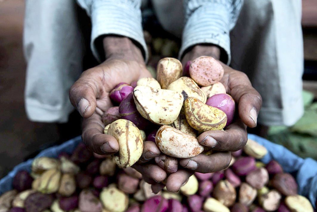 Un produit euphorisant et aphrodisiaque » : en Côte d'Ivoire, la production  de noix de cola explose