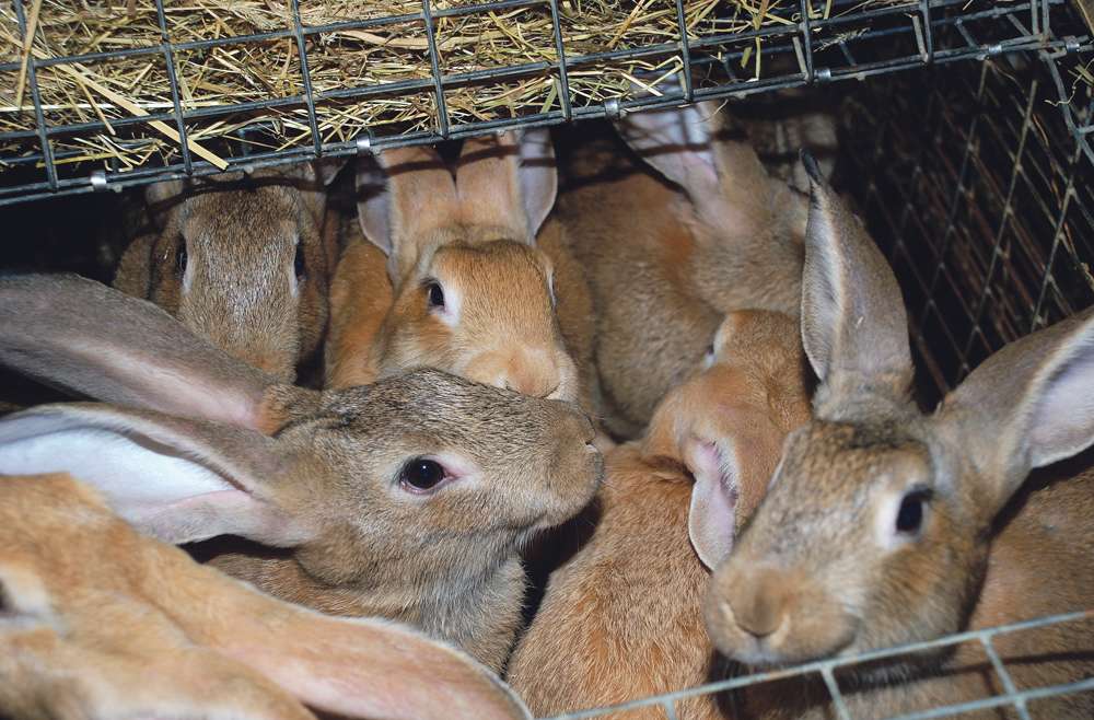 Autonomisation : l’élevage de lapins en lumière