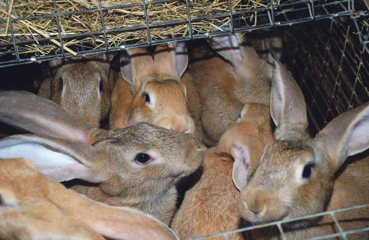 Autonomisation : l’élevage de lapins en lumière
