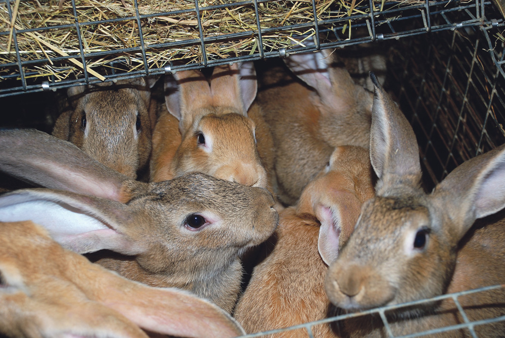 Autonomisation : l’élevage de lapins en lumière