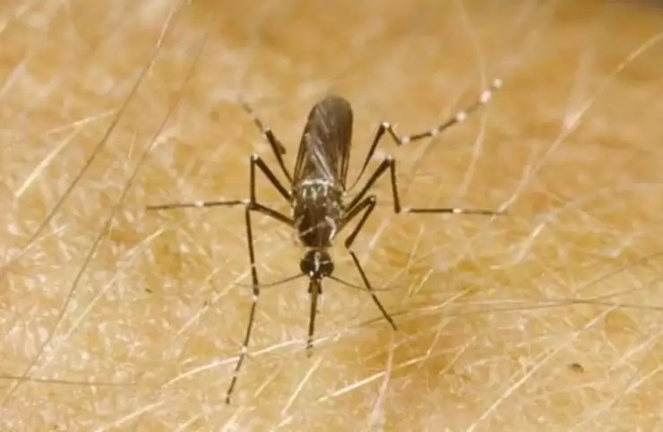 Attention danger : La dengue est de retour en Côte d’Ivoire