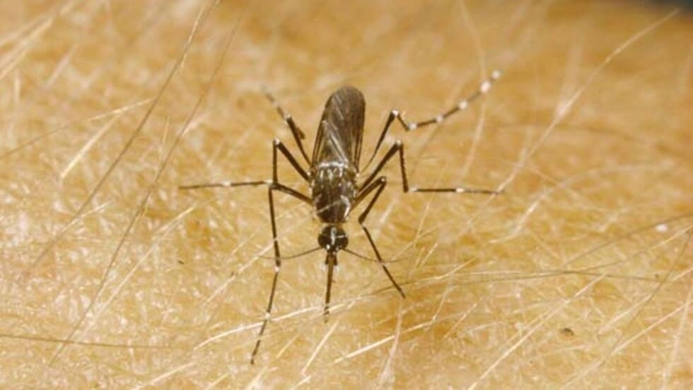 Attention danger : La dengue est de retour en Côte d’Ivoire