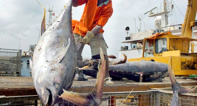 Ouverture de la pêche industrielle : Les affaires reprennent