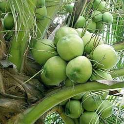 La noix de coco: Un fruit, mille merveilles
