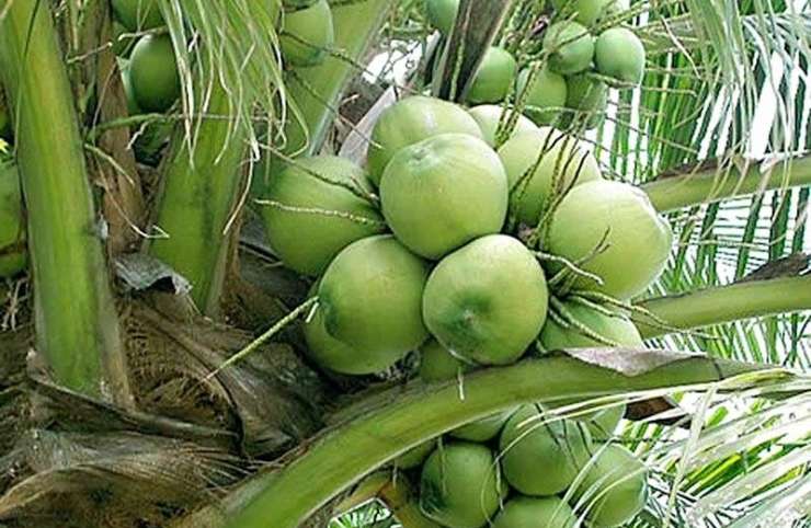La noix de coco: Un fruit, mille merveilles
