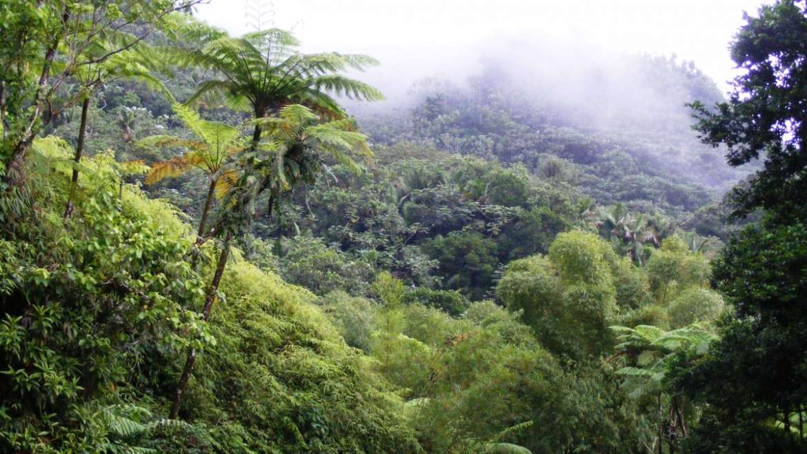 Forêt: Les innovations salutaires pour sa conservation