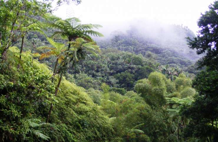 Forêt: Les innovations salutaires pour sa conservation