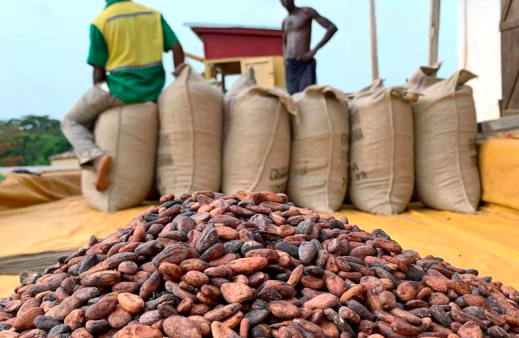 Filière Cacao: La grève des planteurs n’a pas eu lieu