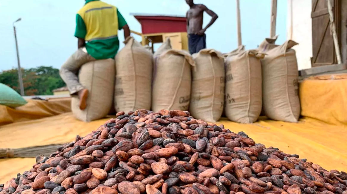 Filière Cacao: La grève des planteurs n’a pas eu lieu