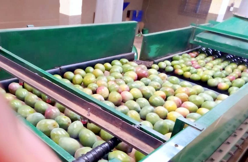 Campagne de mangue: Une affaire juteuse