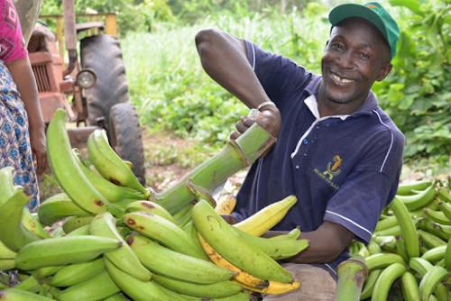 Filière banane plantain: Le pays est autosuffisant