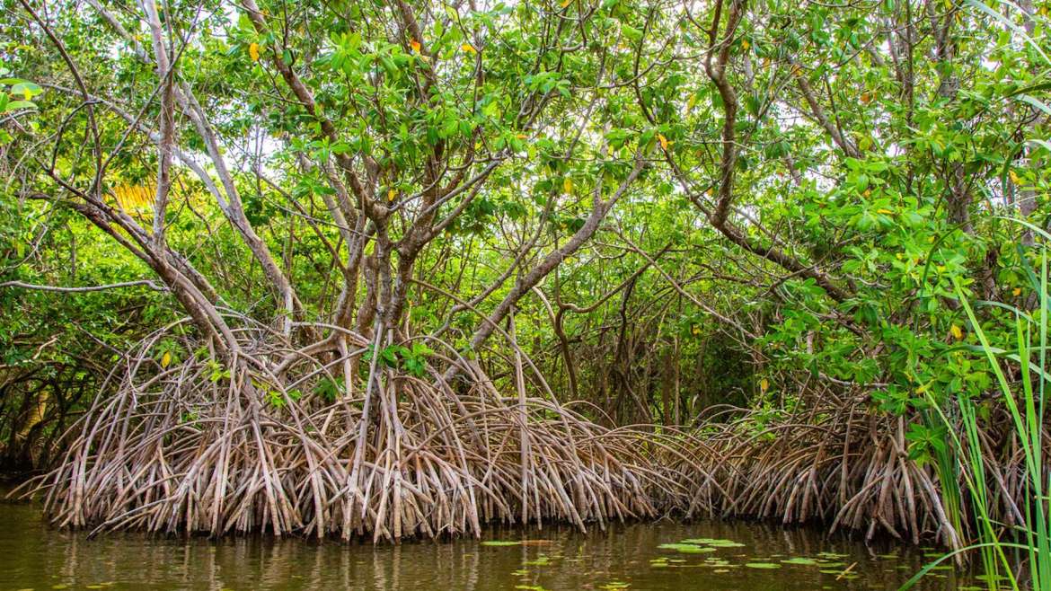 Protection des mangroves: Place au plan de zonage