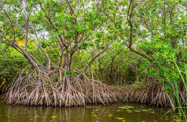 Protection des mangroves: Place au plan de zonage