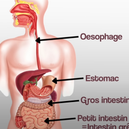 Cancer du côlon : Un véritable problème de santé publique