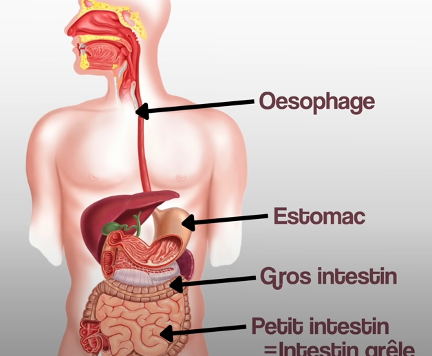 Cancer du côlon : Un véritable problème de santé publique