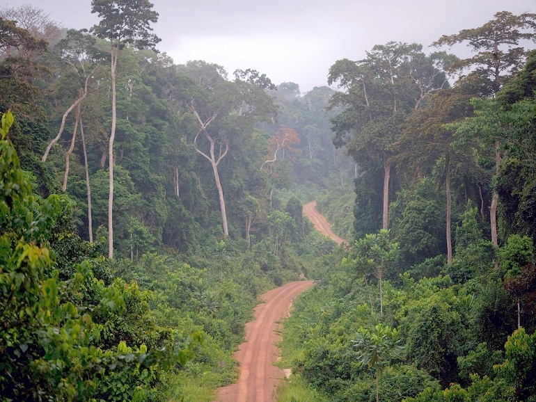 Journée internationale des forêts: Préserver la forêt pour la nourriture